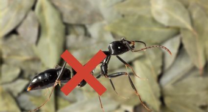Cómo terminar con las hormigas en tu hogar con hojas de LAUREL en 1 día