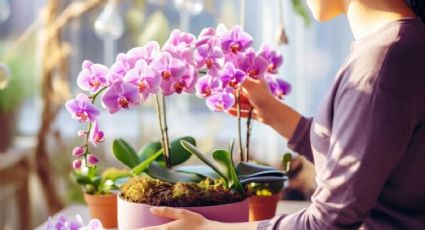 ¿Dónde se deben poner las orquídeas para hacerlas CRECER y FLORECER rápido?