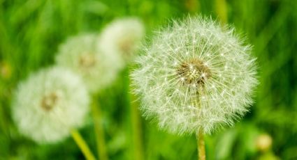 5 plantas que no sabías que se pueden COMER