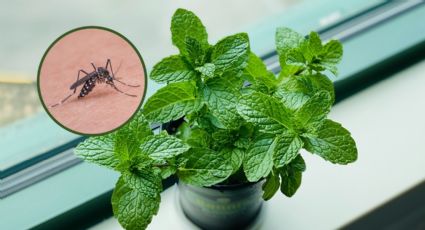 4 plantas de exterior que alejan a los mosquitos de tu casa