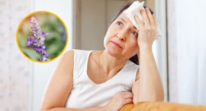 Así puedes usar la SALVIA para eliminar los síntomas de la menopausia fácil y rápido