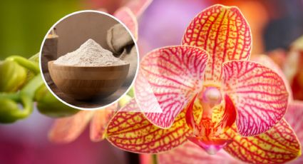 Cómo hacer florecer ORQUÍDEAS en otoño con ABONO casero de agua de levadura