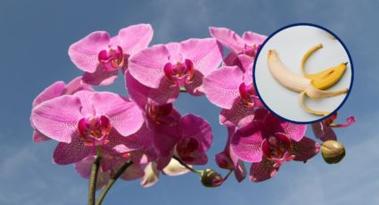 Cómo hacer que tus orquídeas florezcan frondosas y sanas con fertilizante casero de plátano