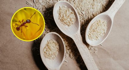 Cómo terminar con las HORMIGAS de tu casa con arroz fácil y rápido