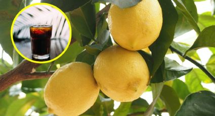 Prepara el MEJOR abono casero para hacer FLORECER rápido a tu árbol limonero con esta bebida