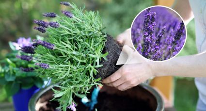 Cómo CULTIVAR correctamente LAVANDA en una maceta