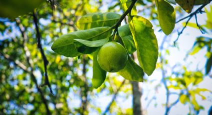 Cómo cultivar limón en maceta para que nunca te falten en casa | Paso a paso