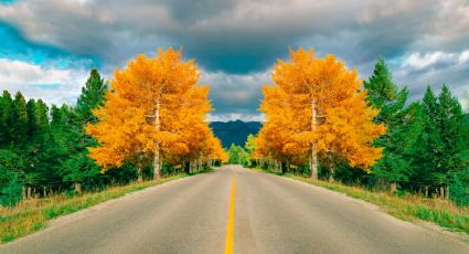 Esta es la razón por la que tus plantas de maceta cambian de COLOR en otoño