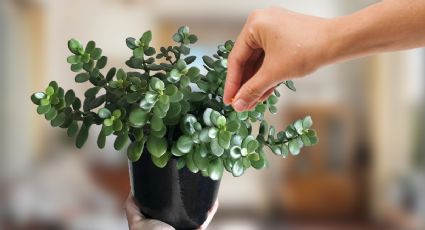 Con un solo INGREDIENTE de cocina BARATO tu árbol de jade crecerá más rápido que nunca