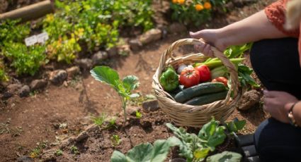 Las plantas que resisten el clima frío de otoño y que son ideales para plantar en noviembre