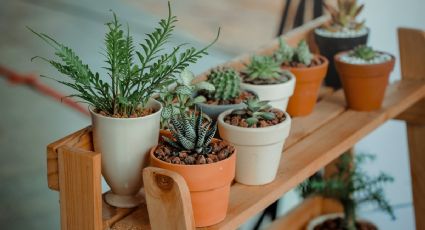 Esta es la PLANTA que debes poner en la entrada de tu casa para atraer la ABUNDANCIA