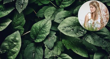 Revive a tus PLANTAS marchitas y con hojas amarillas aplicando agua oxigenada