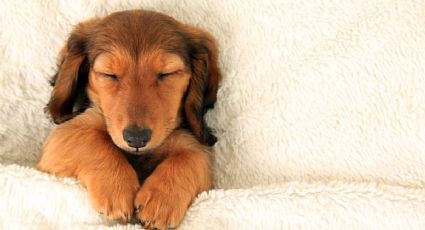 Cuál es el SIGNIFICADO de que tu perro duerma en estas 7 posturas y qué dice sobre su personalidad