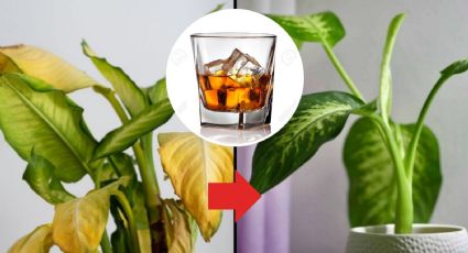 MEJORA notablemente el aspecto de tus plantas enfermas con WHISKY