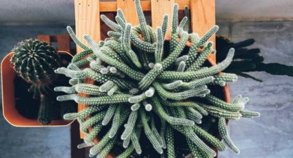 Cactus San Pedro: Este es el lugar ideal de tu casa para poner a esta poderosa SUCULENTA