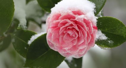 Así puedes cuidar tus ROSAS en invierno para que estén siempre sanas y hermosas