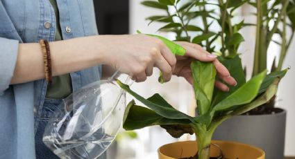 Estimula el CRECIMIENTO natural de tus plantas de interior con aceite de oliva