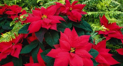 Cómo lograr que la flor de nochebuena dure TODO el año con este sencillo truco