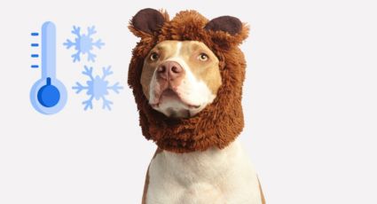 ¿Cuáles son las razas de perros que SÍ necesitan suéter durante el invierno? | LISTA