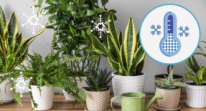 Los 2 ingredientes caseros para que tus PLANTAS de interior crezcan en tiempo récord en invierno