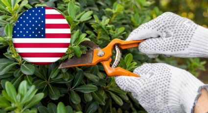 ¿Cuánto gana un jardinero en Estados Unidos en 2023-2024? | SUELDO y requisitos