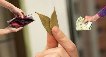 ¿Cuántas hojas de LAUREL debes colocar en tu billetera o cartera para atraer el DINERO y abundancia?
