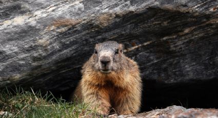 Es el día de la marmota.. otra vez: este es el divertido origen del 'groundhog day' en EU