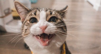 Día del Gato: los mejores MEMES para celebrar junto a tu mascota