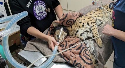 Gato salvaje es rescatado tras dar positivo a cocaína y encuentra hogar en Cincinnati
