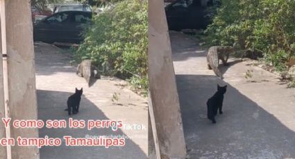 Gatito es captado persiguiendo a cocodrilo en plena calle y se vuelve viral | VIDEO