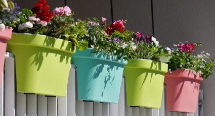 Cómo reproducir flores y sacar 'hijos' a tus plantas (FÁCIL y RÁPIDO)