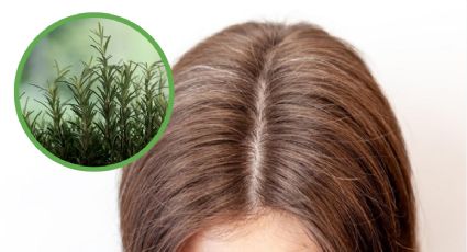 10 beneficios del romero para el cabello y cómo usarlo para ELIMINAR las canas