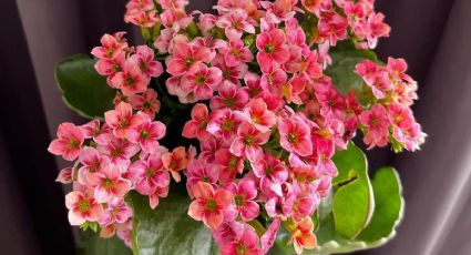 Una pizca de este ingrediente de cocina y tu Kalanchoe se llenará de FLORES