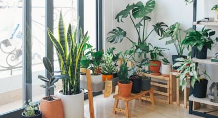 Lista de plantas que debes tener en casa para la abundancia, según el Feng Shui