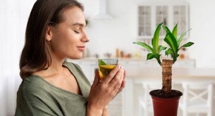 Prepárate para saber por qué debes beber té de palo de Brasil en las mañanas