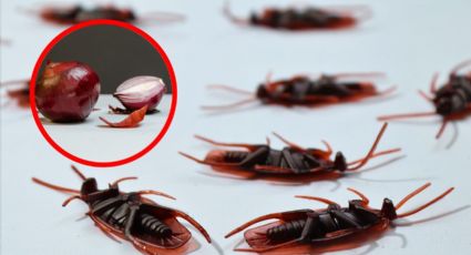 ¿Cucarachas en tu casa? Elimina esta plaga con tres alimentos que tienes en tu refrigerador