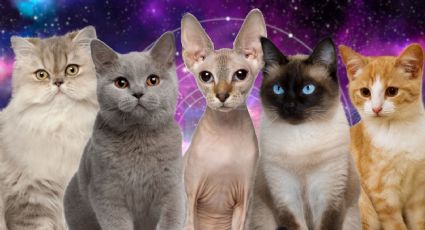 ¿Qué RAZA de gatito eres según tu signo del zodiaco?
