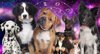 ¿Qué RAZA de perrito eres según tu signo del Zodiaco?