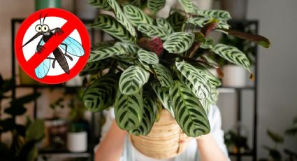 ¡Estas PLANTAS podrían salvar tu vida! Son ideales para AHUYENTAR insectos venenosos