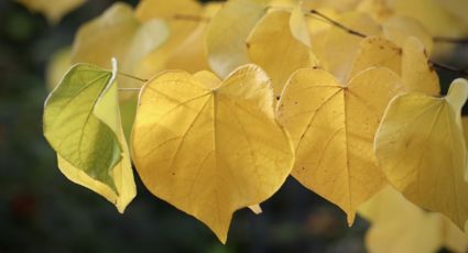 ¿Por qué las plantas tienen hojas amarillas? Estos 3 remedios lo solucionan