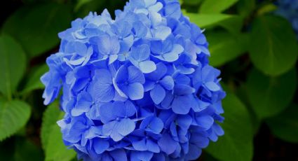 Prepara el mejor abono casero para potenciar el color de tus HORTENSIAS y que estén sanas