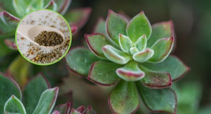 Una cucharada de este ingrediente de tu cocina hará que tu árbol de jade se reproduzca por montones