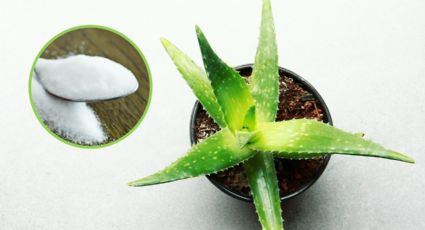 Una cucharada de este ingrediente de tu desayuno hará crecer RÁPIDO tu planta de aloe vera