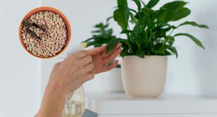 Con un solo ingrediente de cocina tus plantas de maceta FLORECERÁN en días y por montones