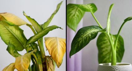 Con este TRUCO casero harás que tus PLANTAS de maceta tengan hojas más verdes