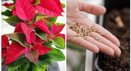 Prepara el mejor abono casero para que tu flor de Nochebuena dure todo el año