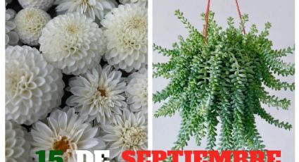 Plantas y flores de origen mexicano para decorar tu casa bonito este 15 de septiembre