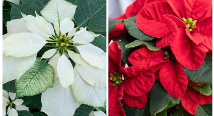 ¿Cómo cambiar el color de tu flor de Nochebuena de forma natural? ¡Este es el TRUCO!