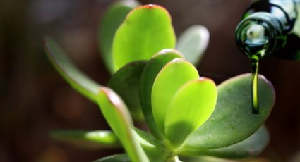 Así puedes usar aceite de oliva para que tu árbol de jade tenga hojas BRILLOSAS y no se pudra