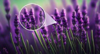 Feng Shui: Por esta RAZÓN debes tener siempre una planta de lavanda en tu casa